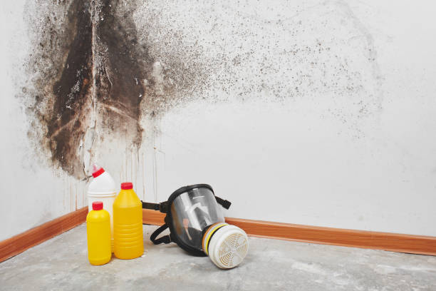 Best Same-Day Mold Removal  in Stamford, TX