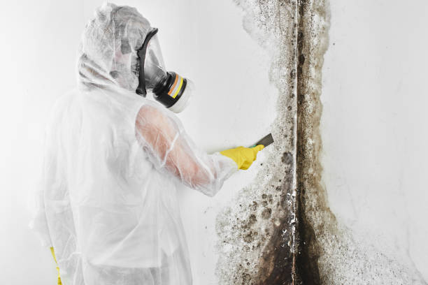 Best Mold Removal and Inspection  in Stamford, TX