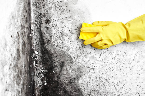 Professional Mold Removal in Stamford, TX