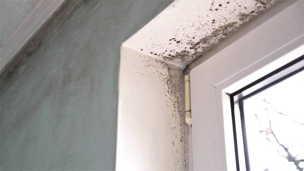 Mold Removal and Inspection in Stamford, TX