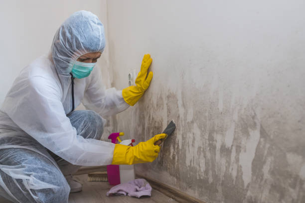 Best Same-Day Mold Removal  in Stamford, TX