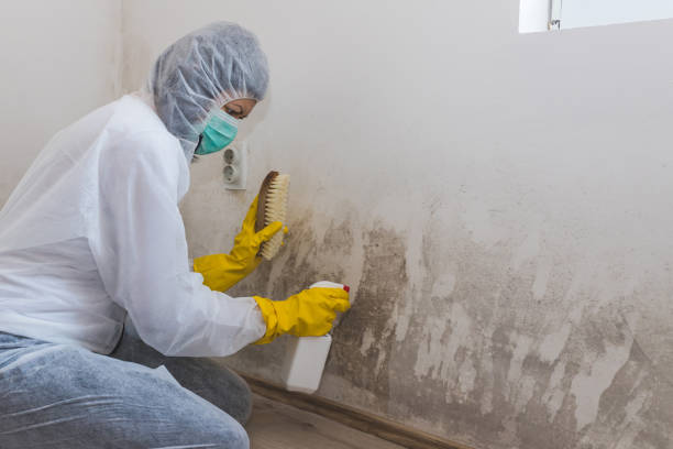 Mold Removal and Inspection in Stamford, TX