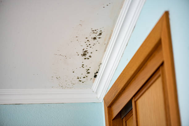 Best Best Mold Removal Companies  in Stamford, TX