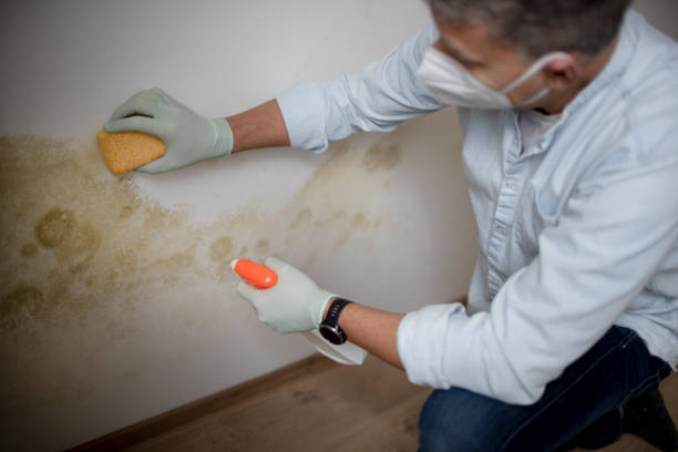 Best Mold Remediation  in Stamford, TX