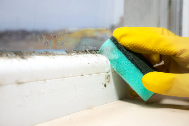 Best Affordable Mold Removal  in Stamford, TX