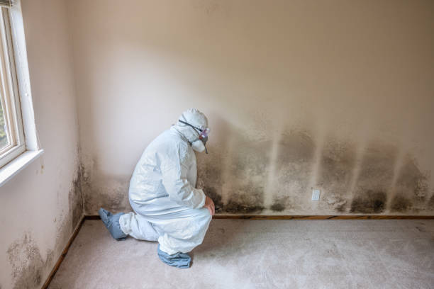 Attic Mold Removal in Stamford, TX