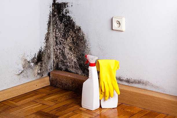 Best Mold Damage Repair  in Stamford, TX