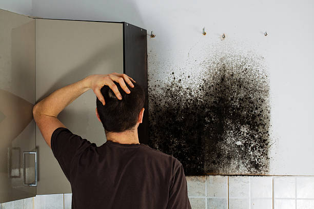 Best Fast Mold Removal  in Stamford, TX