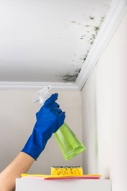 Best Mold Remediation  in Stamford, TX