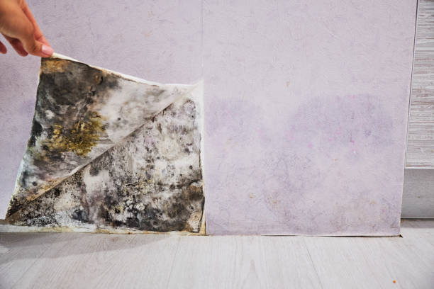 Best Same-Day Mold Removal  in Stamford, TX